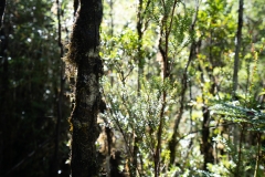 alerceandino-01