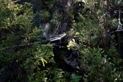 alerceandino-02