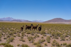 uyuni2-16