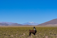 uyuni2-17